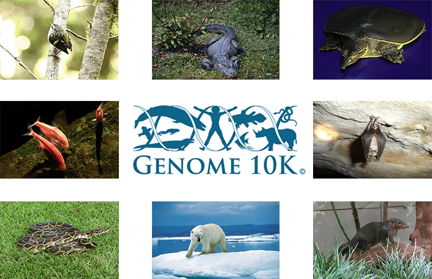 A collage of vertebrate species to have thier genomes sequenced