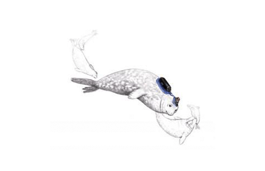 Illustration of a Weddell seal carrying scientific instruments