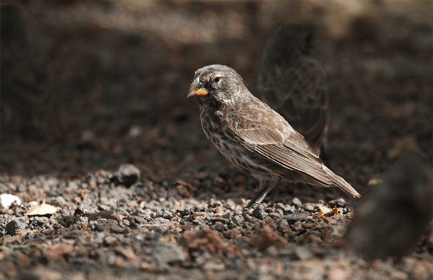 Iconic Darwin finch genome sequenced in Genome 10K international collaboration