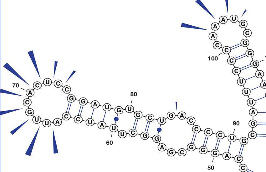 RNA diagram superimposed with FragSeq