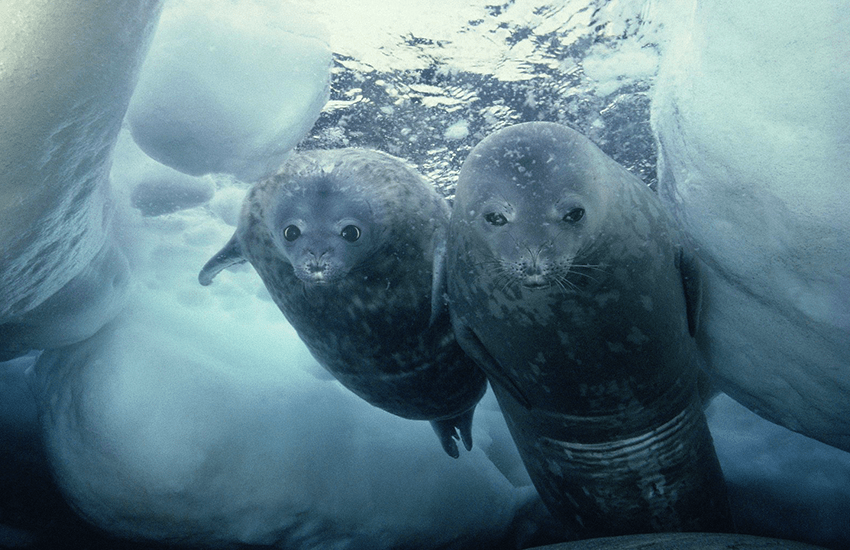 A pair of weddell seals