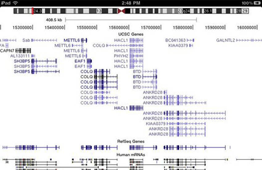Screen shot of the Genome Wowser