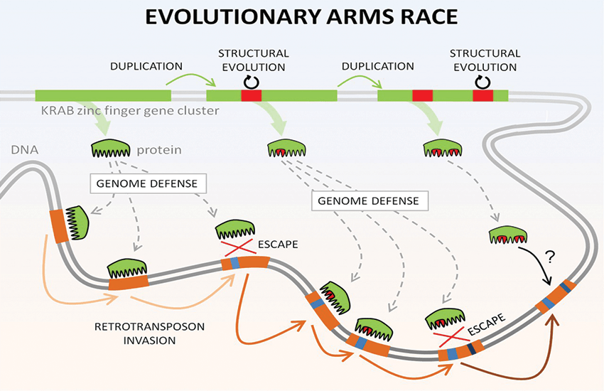 Evolutionary arms race discovered in human DNA