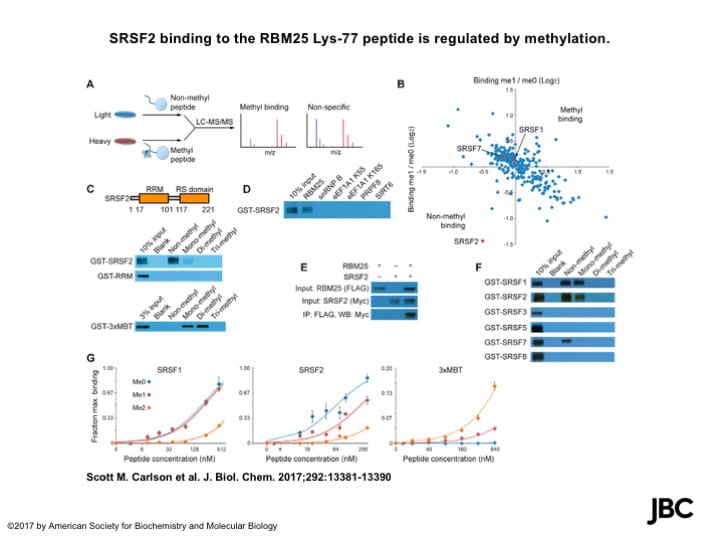 RBM25 is a global splicing factor promoting inclusion of alternatively spliced exons and is itself regulated by lysine mono-methylation.