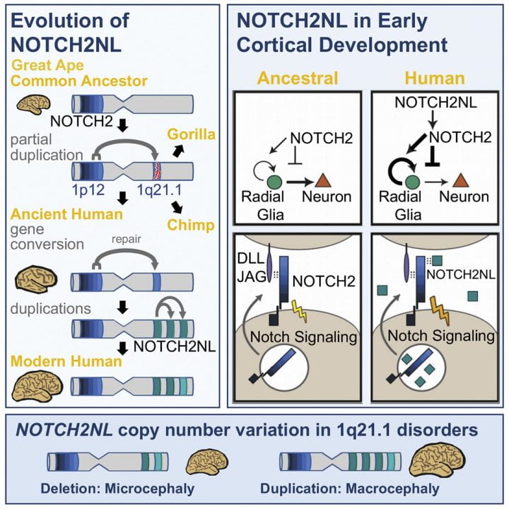 Human-Specific NOTCH2NL Genes Affect Notch Signaling and Cortical Neurogenesis