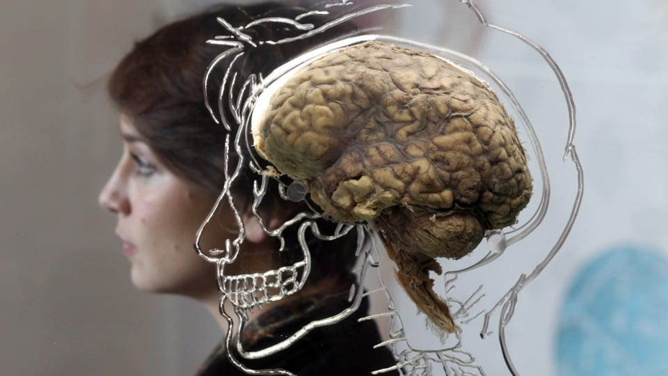 Photo of woman's profile beside a human brain