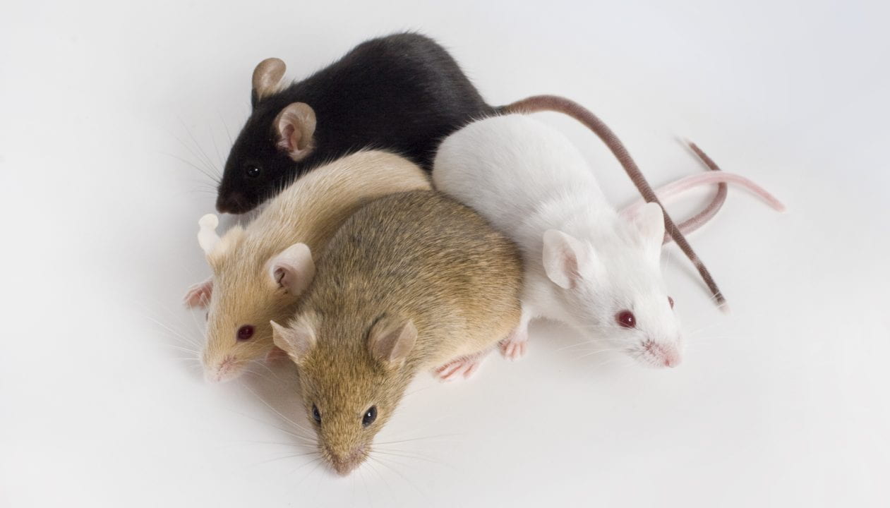 Photograph of four different colored mice.