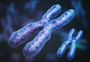 Image of chromosome