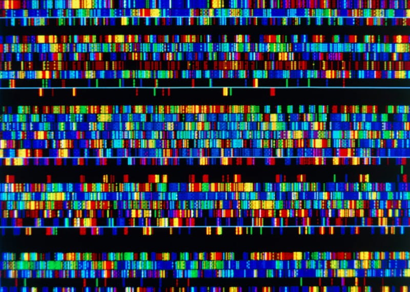 A complete human genome sequence is close: how scientists filled in the gaps