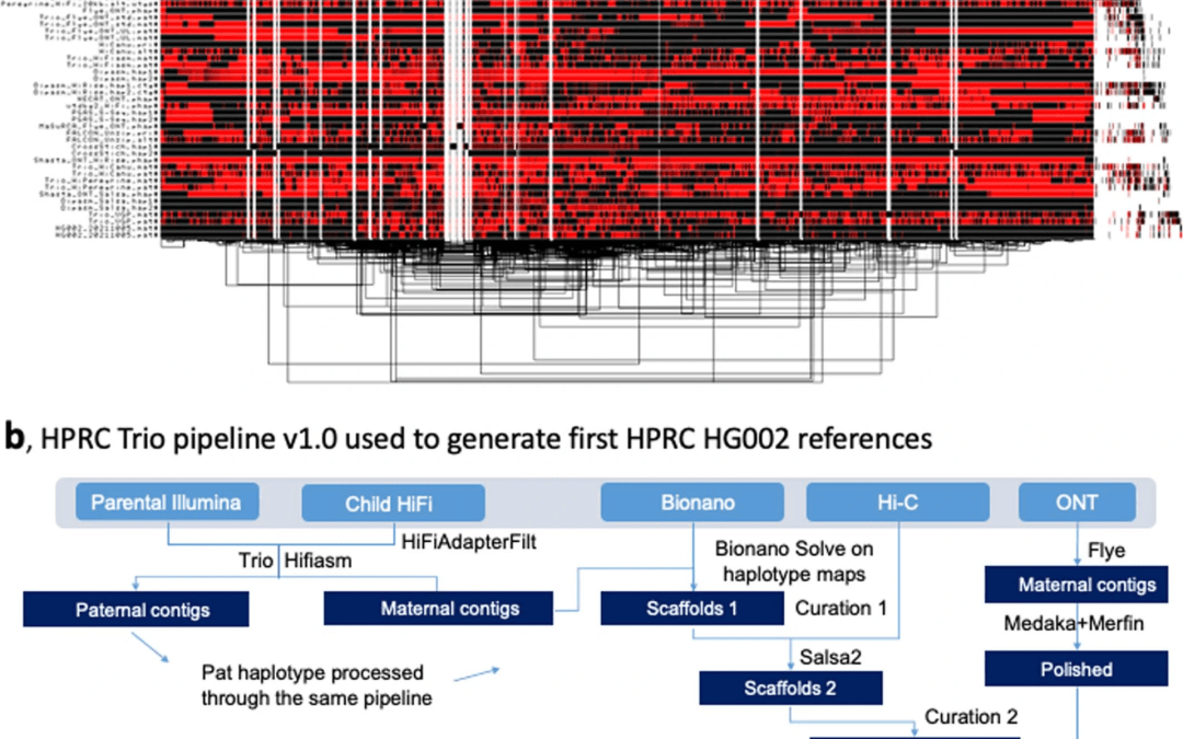 Output of graph-based alignment of all chromosomes concatenated from all 45 HG002 assemblies (both haplotypes of diploid assemblies) with red and black showing different orientations. A second image shows HPRC v1.0 pipeline developed to produce the reference quality HPRC-HG002 v1.0 maternal and paternal assemblies.