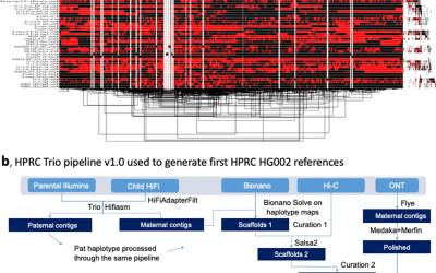 Semi-automated assembly of high-quality diploid human reference genomes