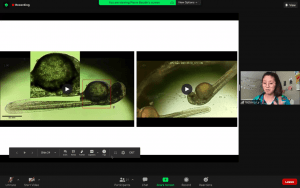 Student presenting her experiment on zebrafish embryos on zoom by sharing her screen