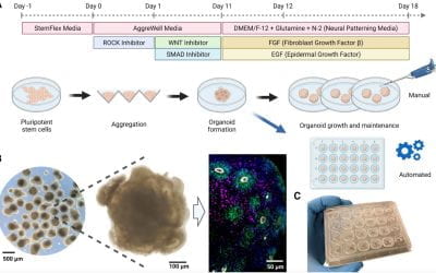 Modular automated microfluidic cell culture platform reduces glycolytic stress in cerebral cortex organoids