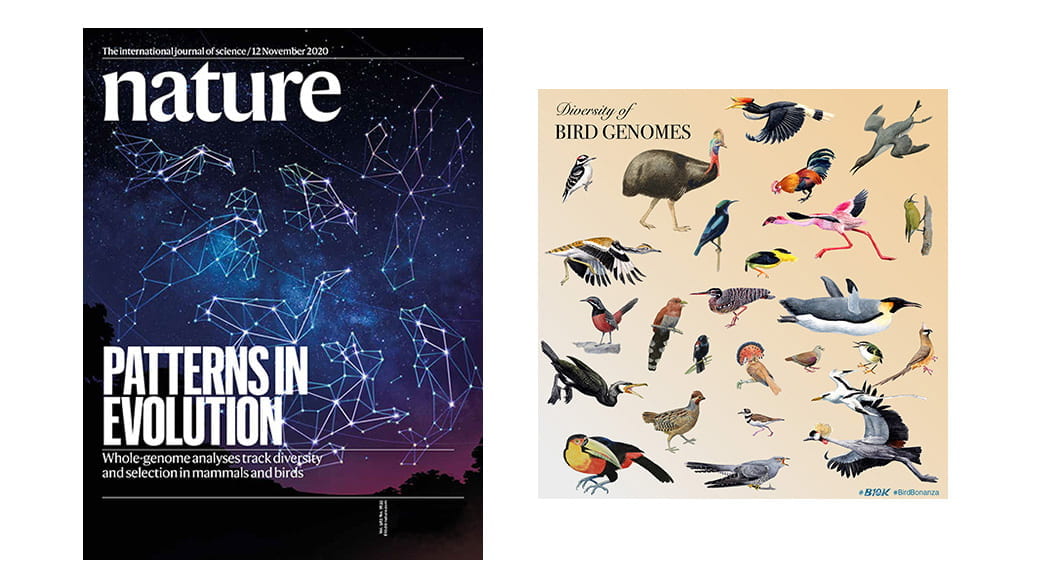 Image of a Nature issue, "Patterns of Evolution," and an illustration of many different birds to show their diversity.