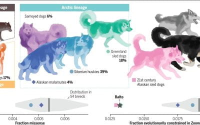 ​Comparative genomics of Balto, a famous historic dog, captures lost diversity of 1920s sled dogs
