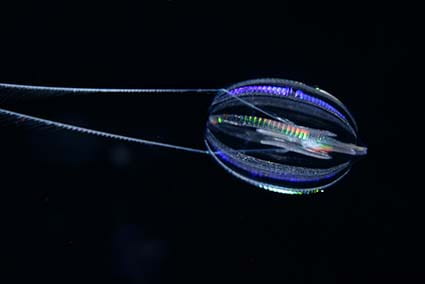 Photograph of a comb jelly on a black background.