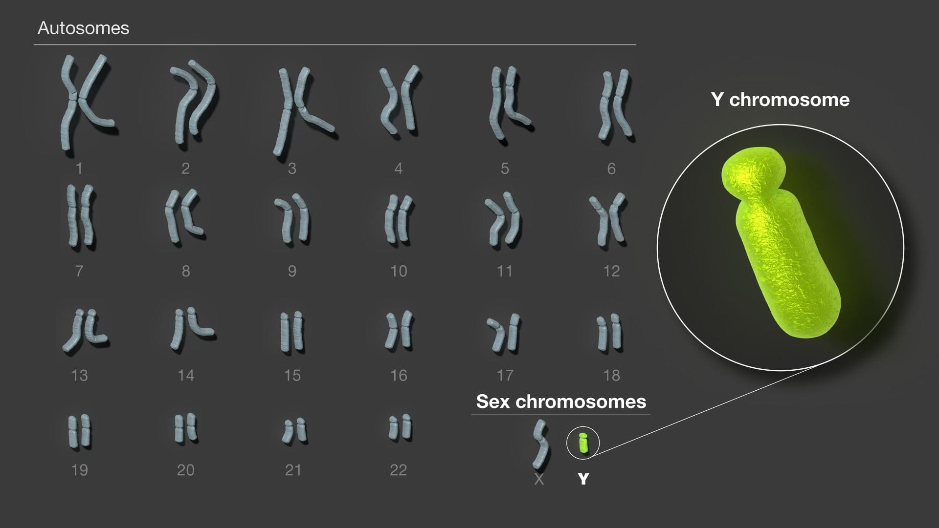 Human Karyotype highlighting the Y chromosome