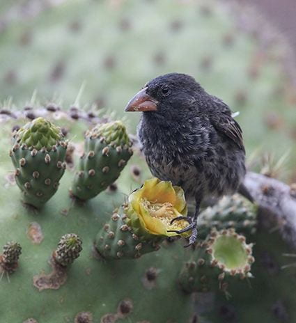 A Common Cactus finch sitting on a cactus flower