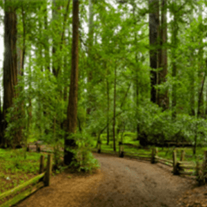 redwood forest with a hiking path
