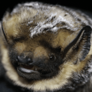 close up image of a bat
