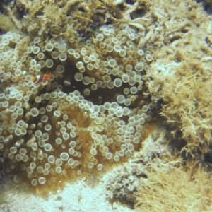 coral with fish swimming