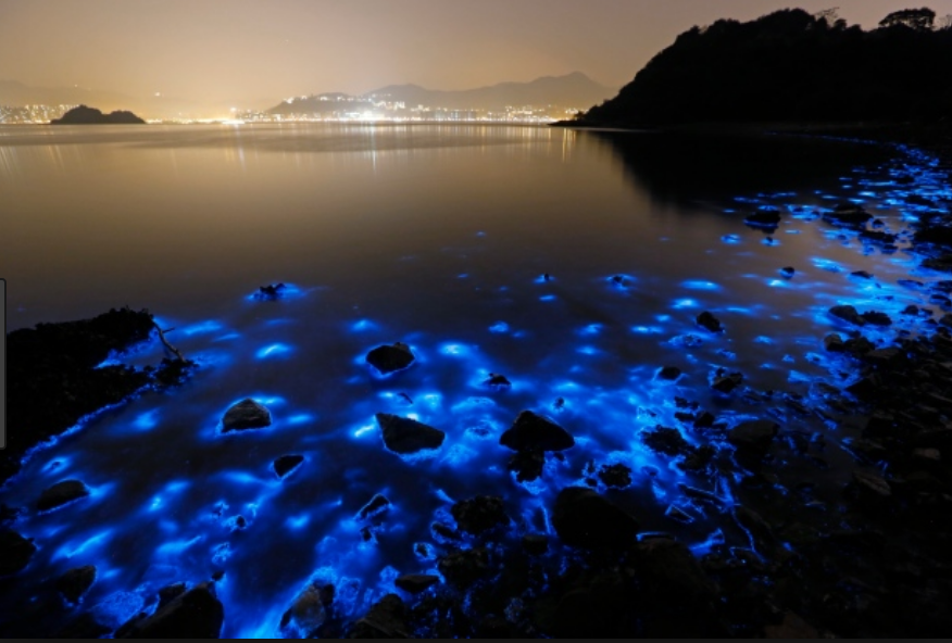 A blue bioluminescent glow surrounds rocks along the coast.