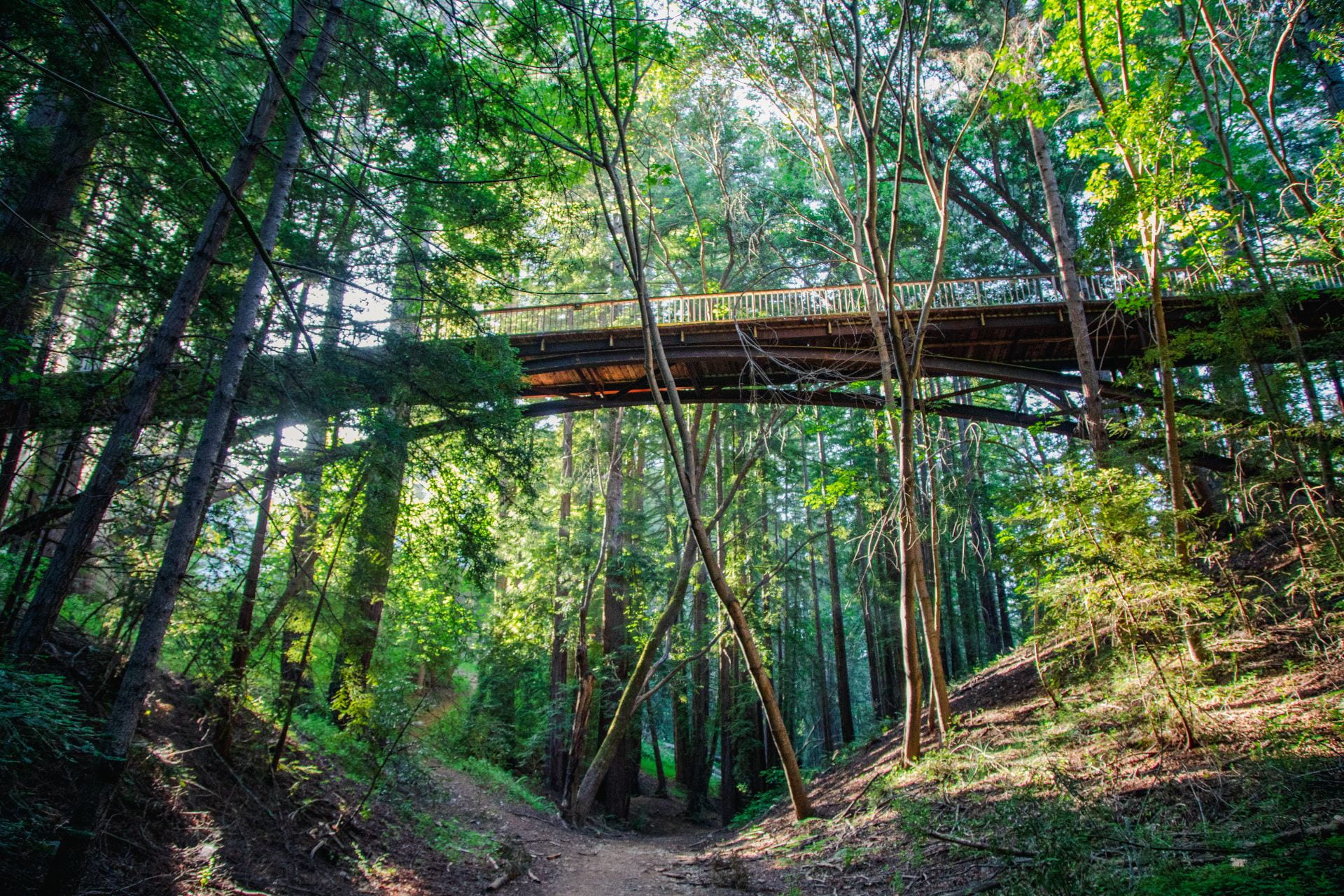 A bridge spanning through a redwood forest at UC Santa Cruz