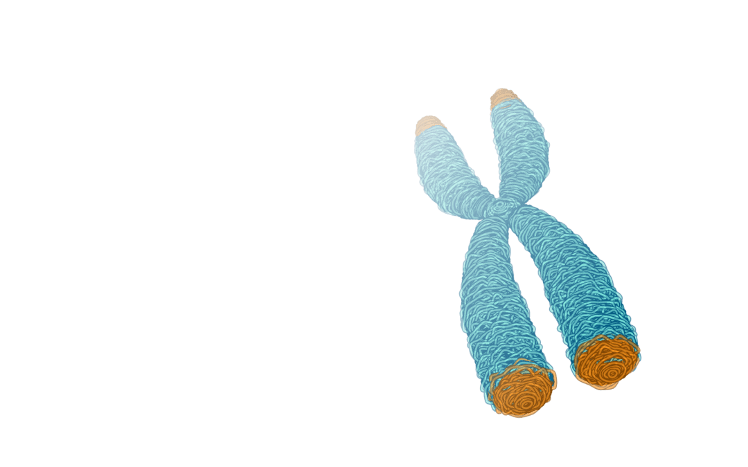 A floating chromosome with the telomeres on the end highlighted